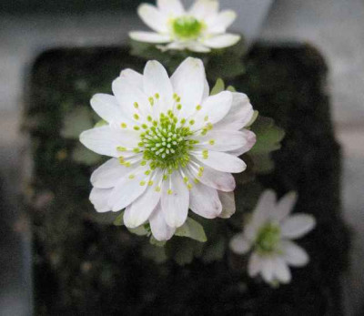 7.3.07._Anemonella_thalictroides__005.JPG