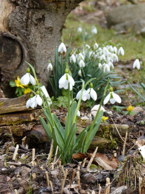 2018-03-26 Galanthus 'Merlin'.jpg