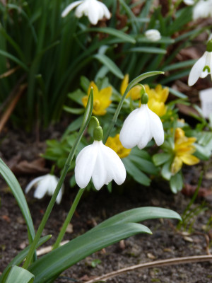2018-03-26 Galanthus 'E. A. Bowles'.jpg