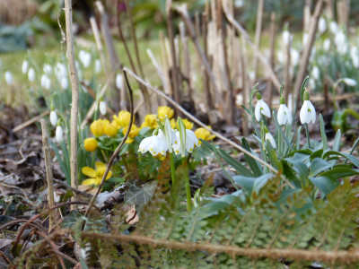 2018-03-15 Gartenimpressionen 4.jpg