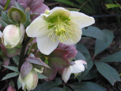 Helleborus__nigercors__Maerz_07.jpg