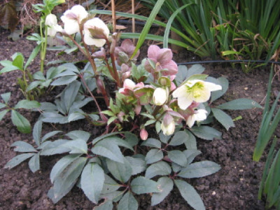 Helleborus_nigercors_2_Maerz_07.jpg