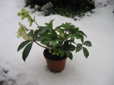 Helleborus_Schnee_Maerz_06_.jpg