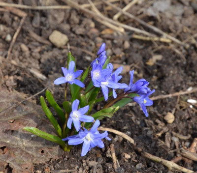 Scilla.18-1.jpg