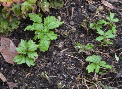 Cardamine_quinquefolia.18-1.jpg
