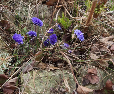 Hepatica-gefüllt-2018ax.jpg