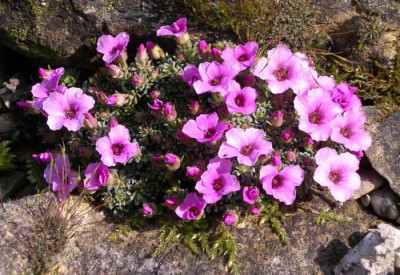 new_Saxifraga_Kbschia_5_2007-03-07.jpg