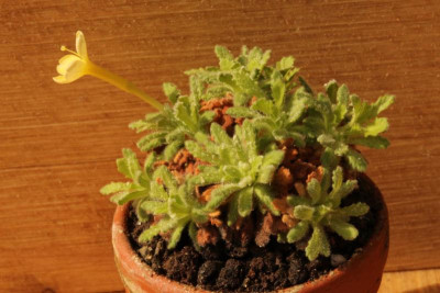 Dionysia aretioides Gerben 1.jpg