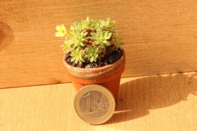 Dionysia aretioides  Gerben 2.jpg