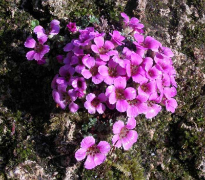 new_Saxifraga_Kabschia__1_2007-03-07.jpg