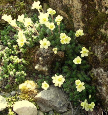 new_Saxifraga_Kabschia_2_2007-03-07.jpg