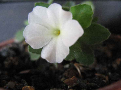 7.3.07._Priula_allionii_var._alba_030.JPG