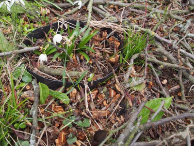 Lordfrühling Hundszahn.jpg