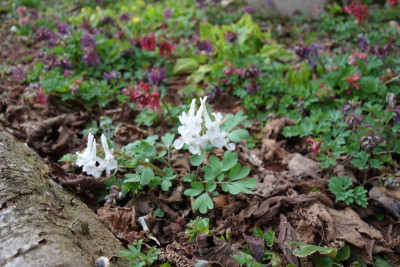 Corydalis.jpg