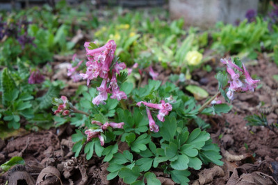 Corydalis 1.jpg