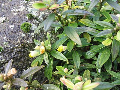 Polygala_chamaebuxus_fars_2007.jpg