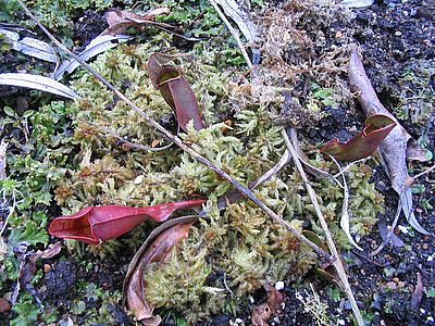Sarracenia_atropurpurea_fars_2007.jpg