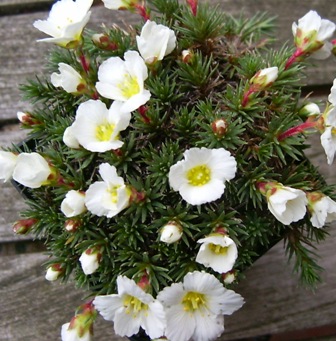 6.03.07_015_Sax_burs._Cordata.jpg