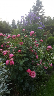 20170702_203700.jpg