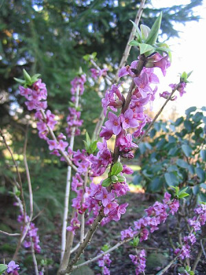 Daphne_mezereum_fars_2007.jpg