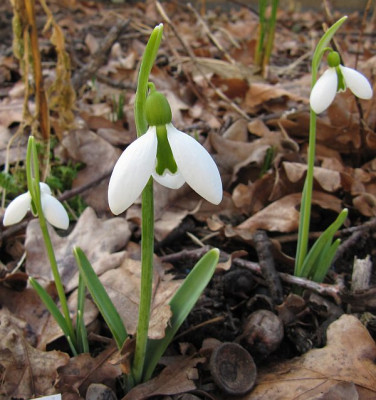 IMG_1970_Galanthus_11Maerz2018_.jpg