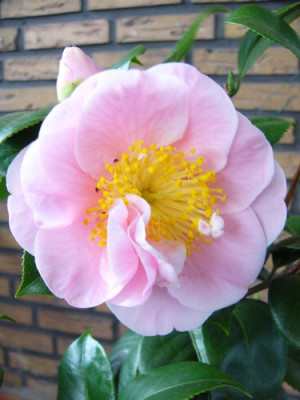 Helleborus_001.jpg