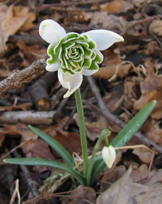 IMG_1980_Galanthus_11Maerz2018_.jpg