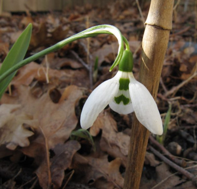 IMG_1974_Galanthus_11Maerz2018_.jpg