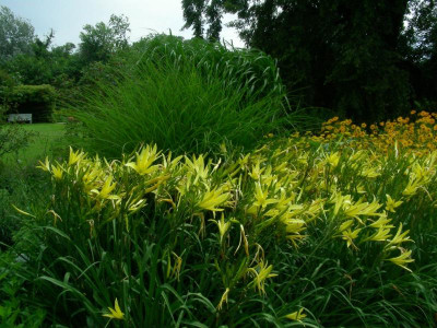Freundschaftsinsel Gras und zitronengelbe Taglilie DSCN8242.JPG