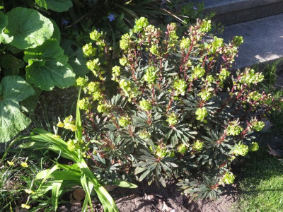Euphorbia amygdaloides 'Purpurea'_4944.jpg