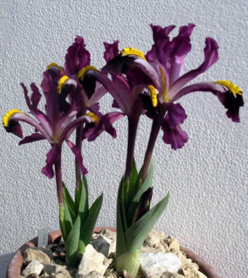 new_Iris_rosenbachiana_2007-03-07.jpg