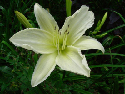 Dad's Best White besser DSCN7615.JPG