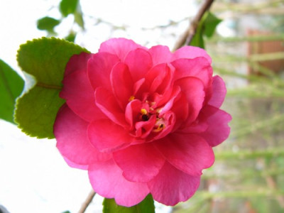 Helleborus_012.jpg