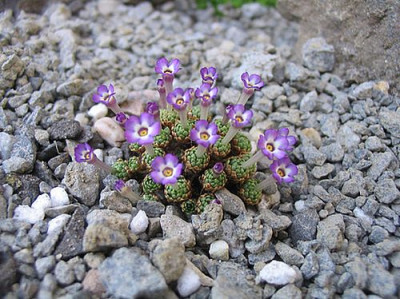Dionysia_unbekannt_fars_2007.jpg