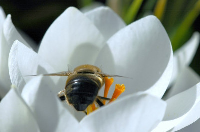 Crocus_5_04-03-2007.jpg