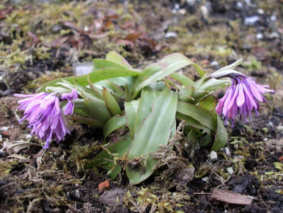 Heloniopsis japonica 29.03.18.JPG
