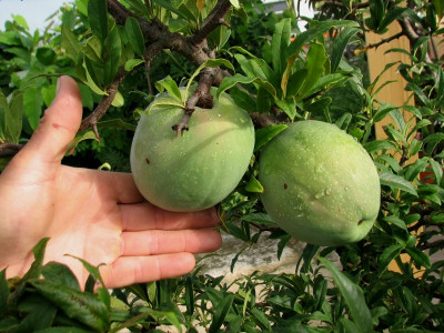 Chaenom.cath.Frucht3.jpg