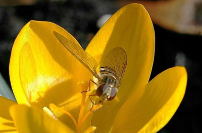 Crocus_8_04-03-2007.jpg