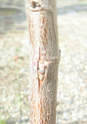 Okulation-2.jpg