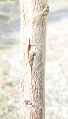 Okulation-3.jpg