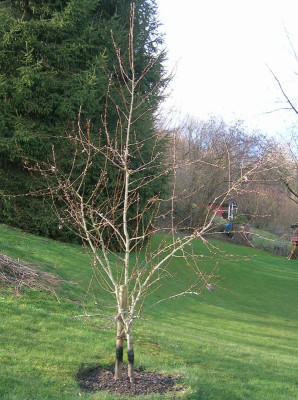 Tongern-1.jpg