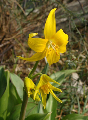 Erythronium tuolumnense.jpg