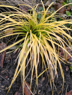 Carex.jpg