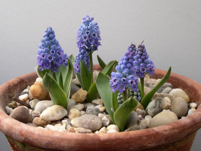 Hyacinthella dalmatica Grandiflora 26.03.8.JPG