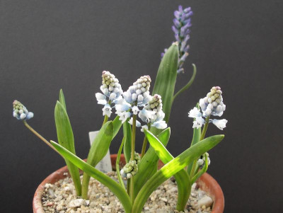 Hyacinthella siirtensis 29.03.18.JPG