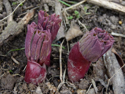 P1120144.JPG