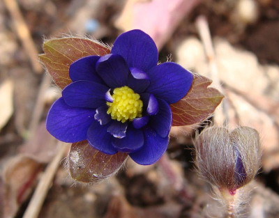 Hepatica x media Millstream Merlin 1.jpg