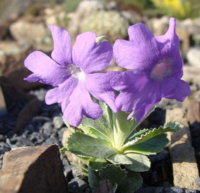 Primula marg Spitzblatt.jpg
