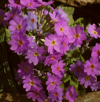 Primula frondosa.jpg