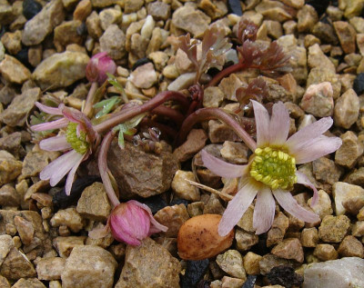 Callianthemum altavicum.jpg